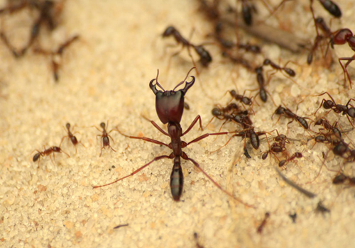 Ants can create serious problems