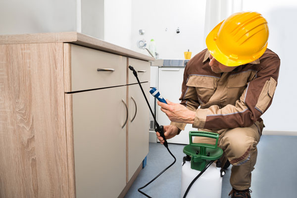 Bad Bugs spraying a kitchen