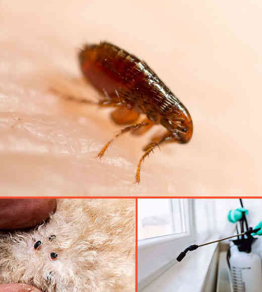 pests can create serious problems