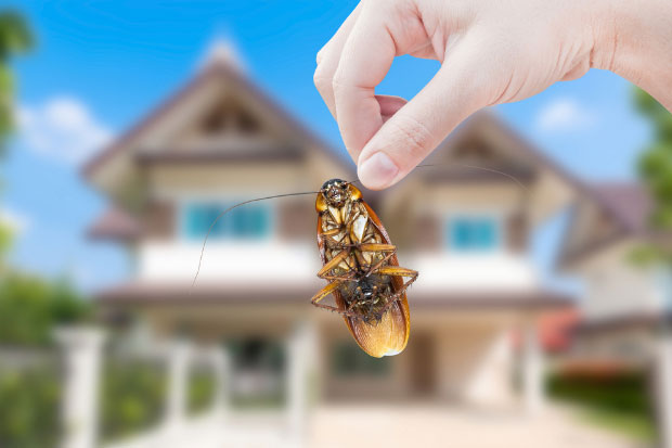 Get rid of disease carrying cockroaches in your home